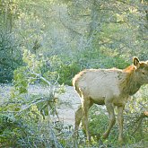 Elk